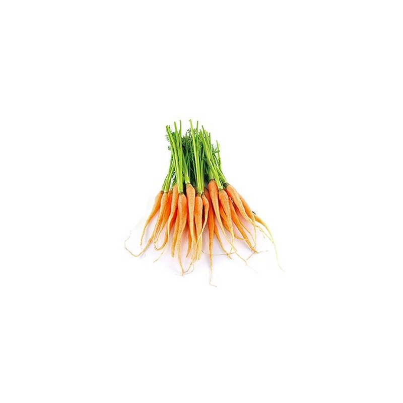 BABY CARROT DUTCH BUNCH