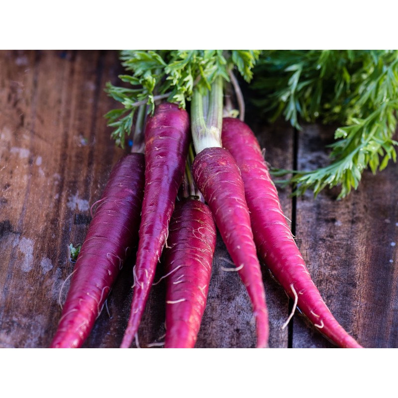 BABY CARROT PURPLE BUNCH