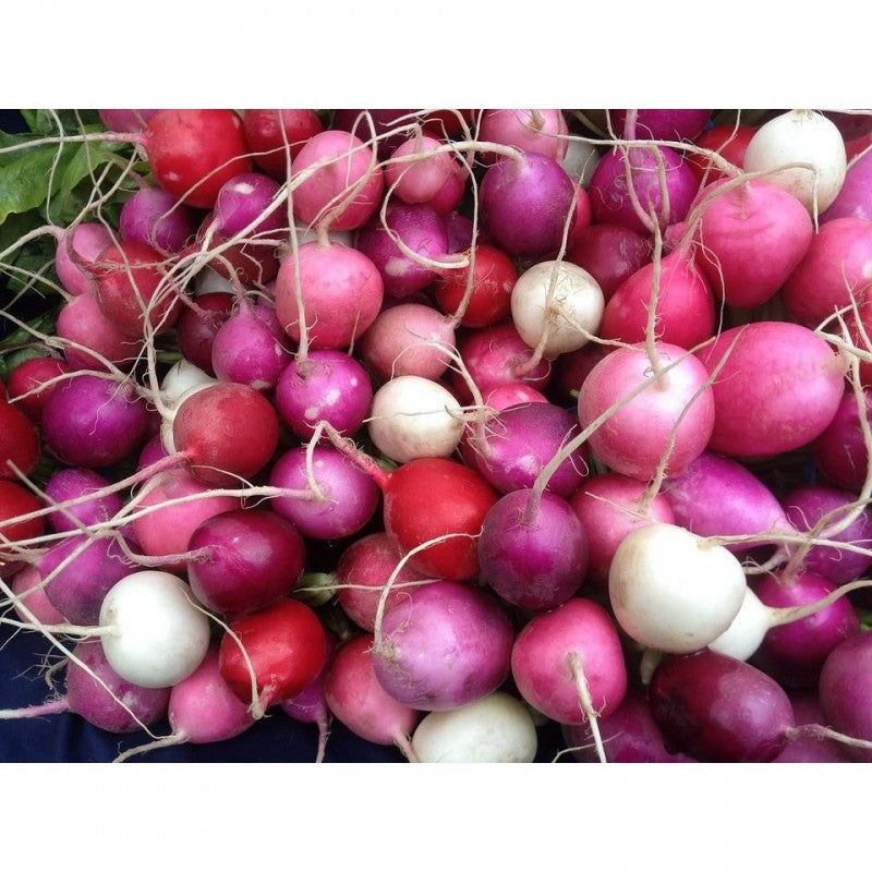 RAINBOW RADISHES, BUNCH