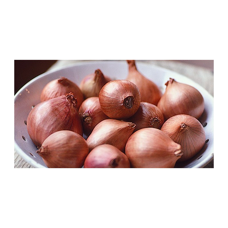 SHALLOTS GOLD, KG